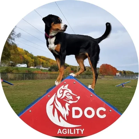 Équipement de parc à chien - DOC Agility